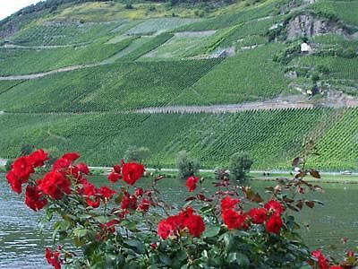 Anneliese Schmitgen Bed & Breakfast Bernkastel-Kues Bagian luar foto